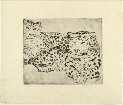 Leopards