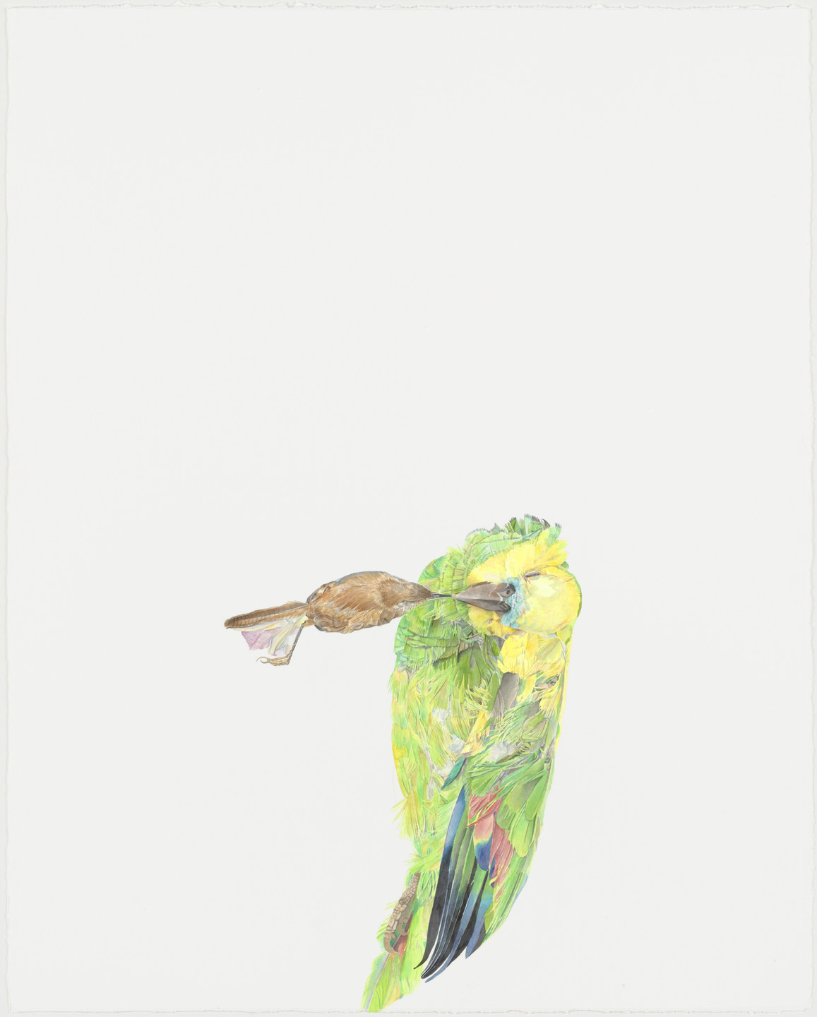 Rebecca Bird. Untitled (Parrot). (2004)
