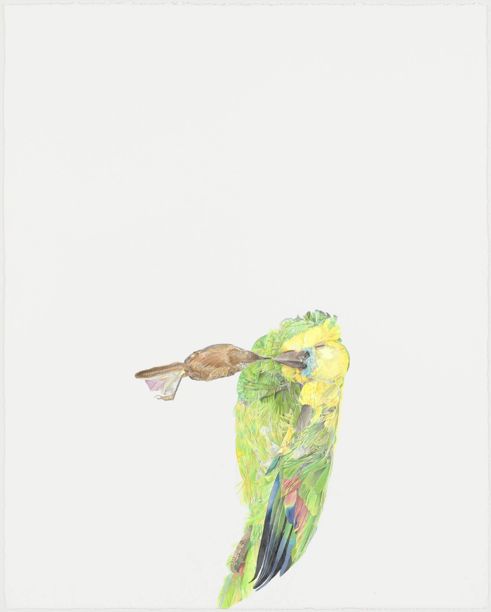 Rebecca Bird. Untitled (Parrot)
