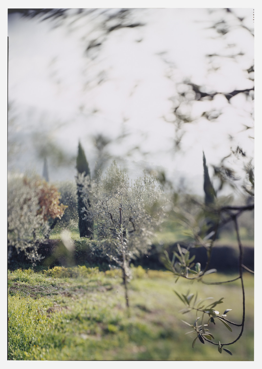 JoAnn Verburg. Campello Olive Trees for Giulio. 2003