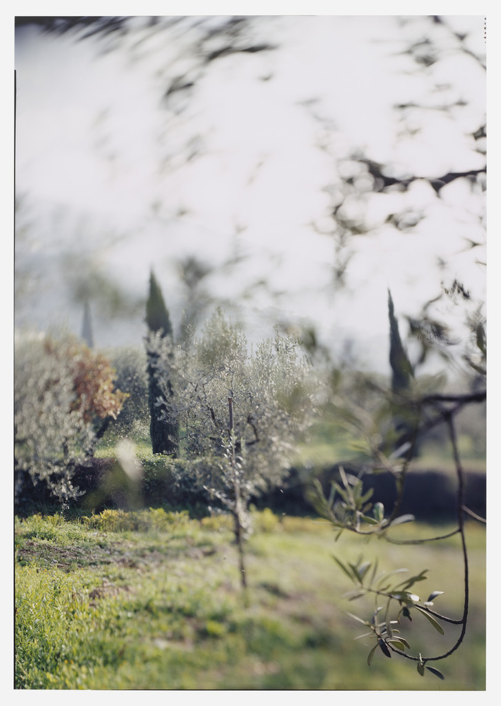 Campello Olive Trees for Giulio