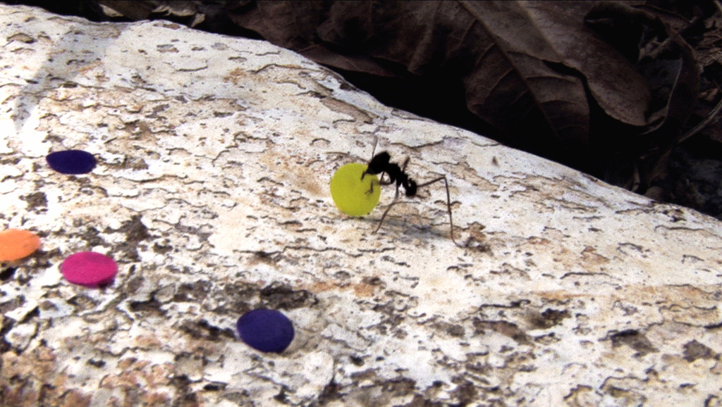 Ant