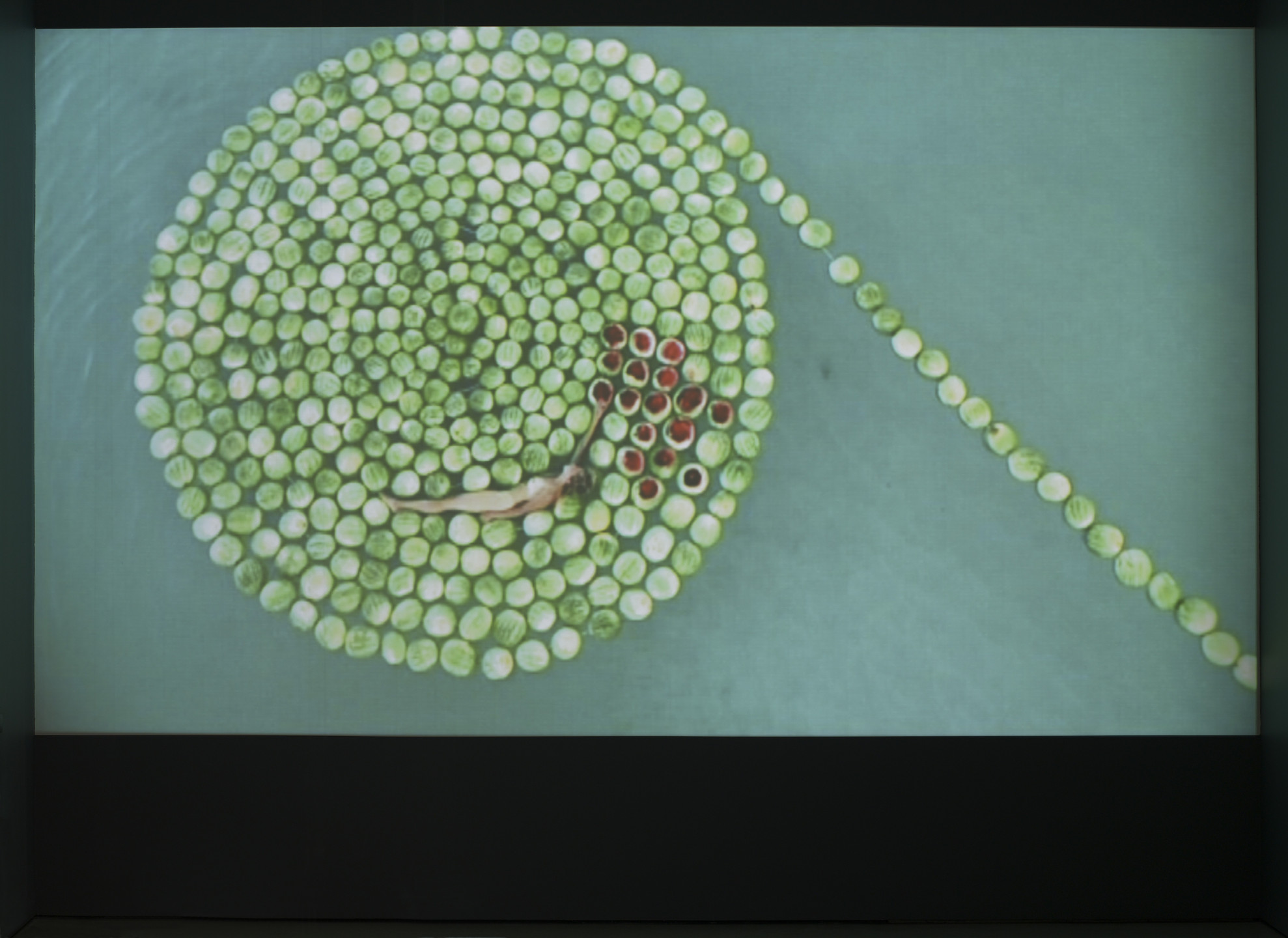 Sigalit Landau. DeadSee. 2005