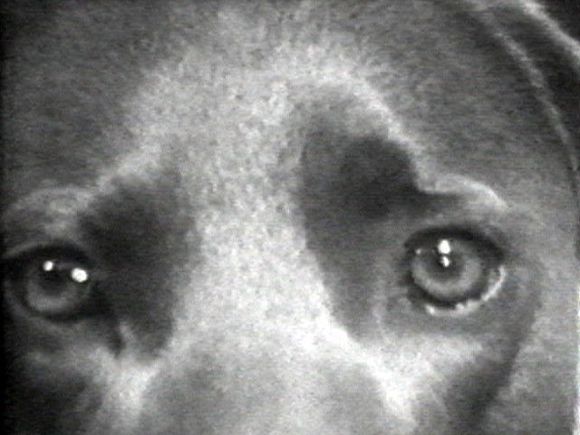 William Wegman. Selected Works: Reel 6