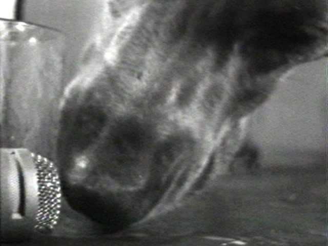 William Wegman. Selected Works: Reel 5