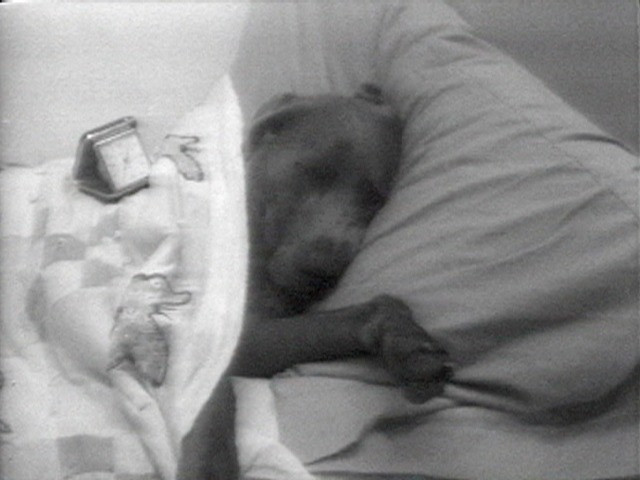 William Wegman. Selected Works: Reel 4