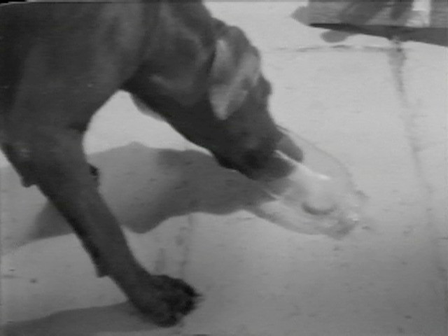 William Wegman. Selected Works: Reel 2