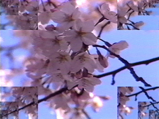 Shigeko Kubota. Rock Video: Cherry Blossom