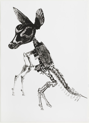 Kangaroo
