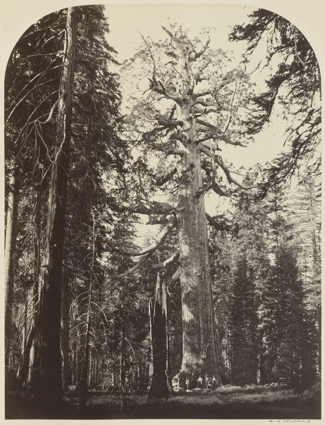 Carleton E. Watkins. Grizzly Giant, Mariposa Grove, Yosemite. 1861