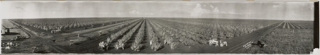 Gaines Fig Farm