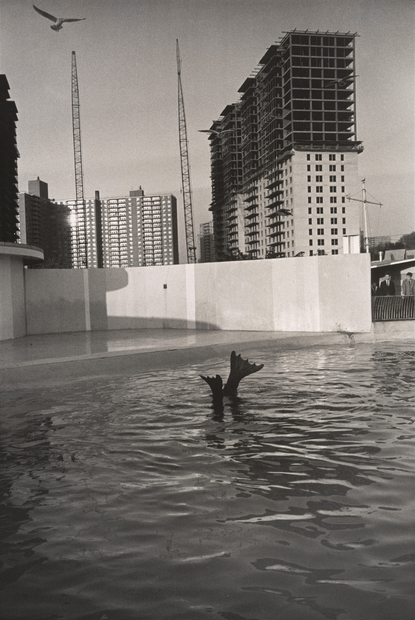 Garry Winogrand. Aquarium at Coney Island