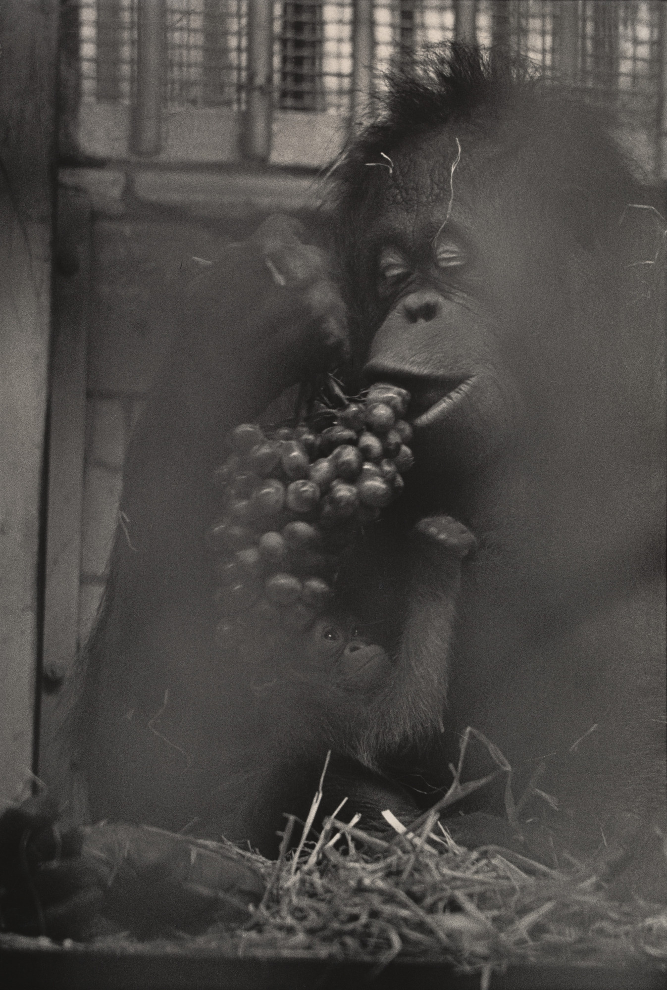 Garry Winogrand. New York