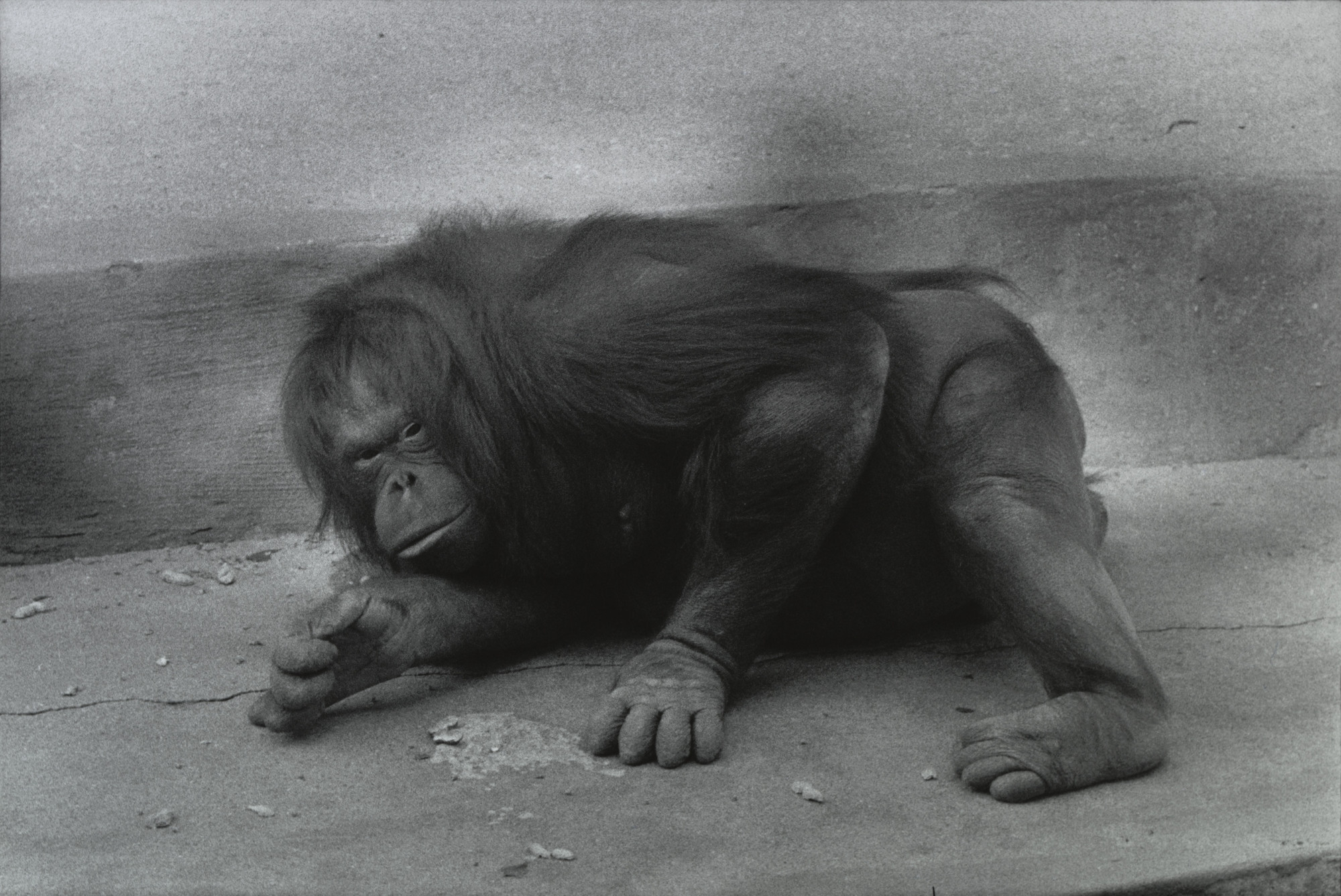 Garry Winogrand. Orangutan
