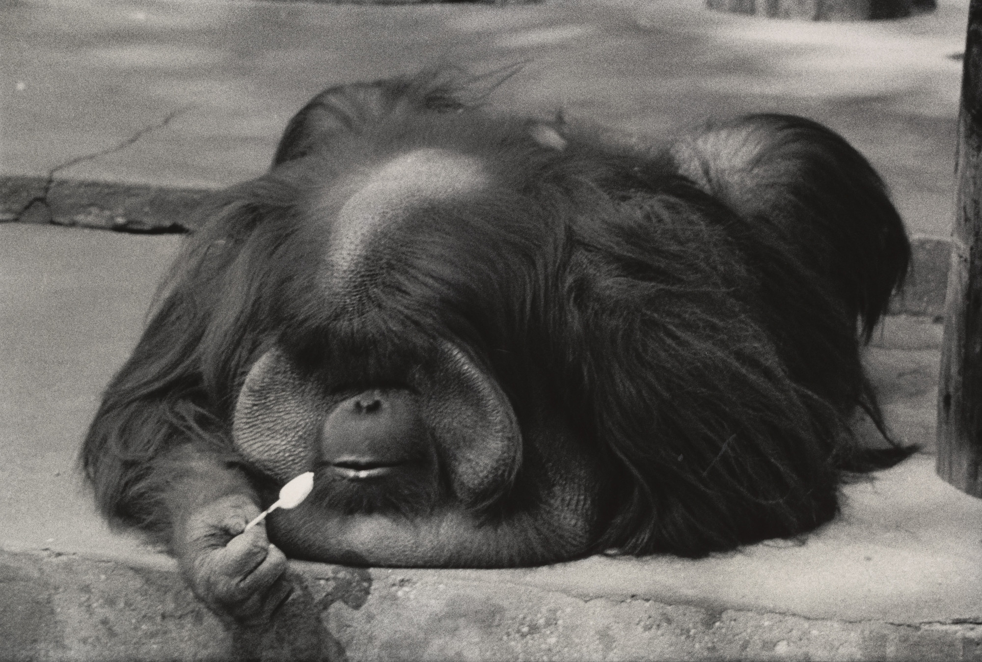 Garry Winogrand. New York