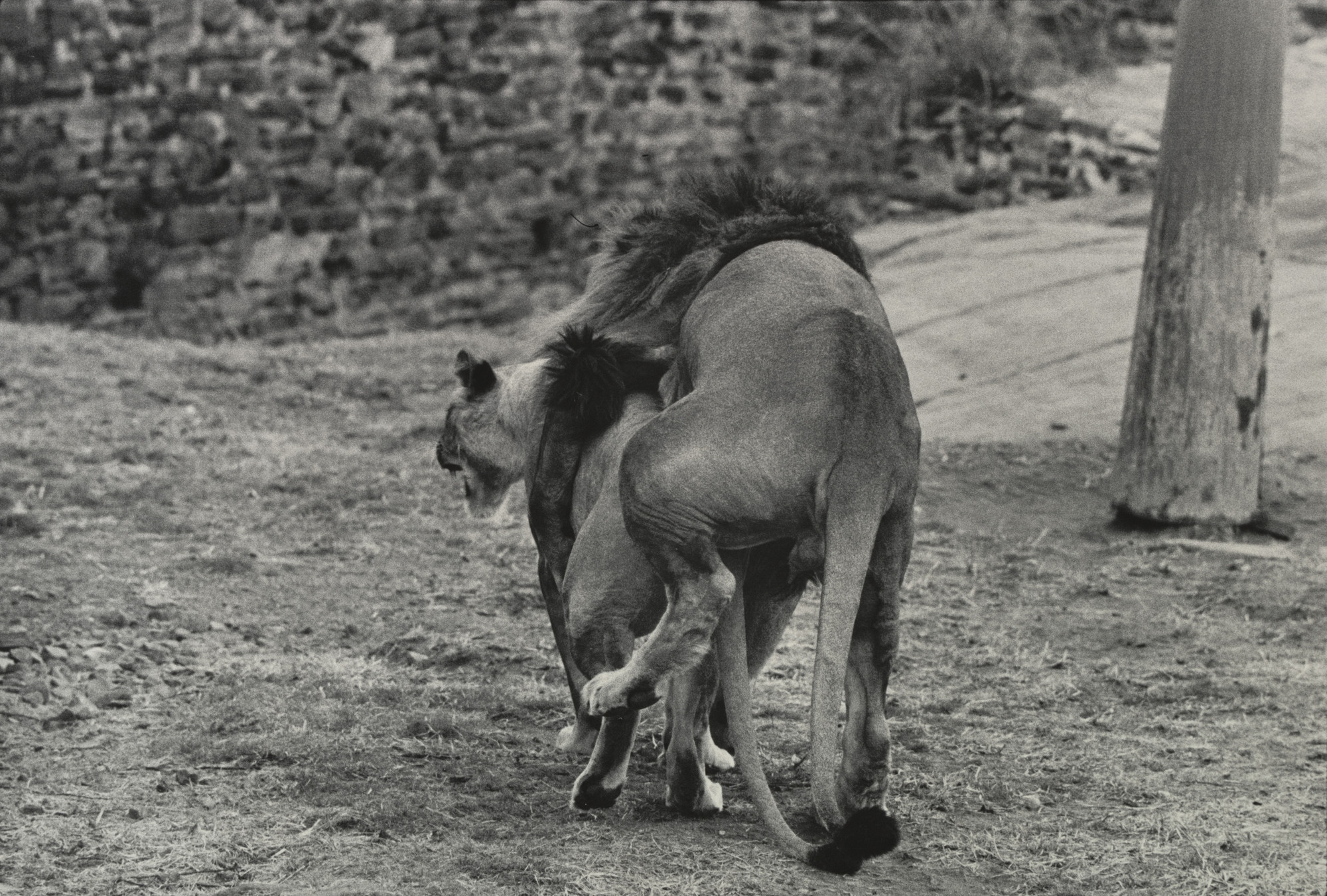 Garry Winogrand. Untitled