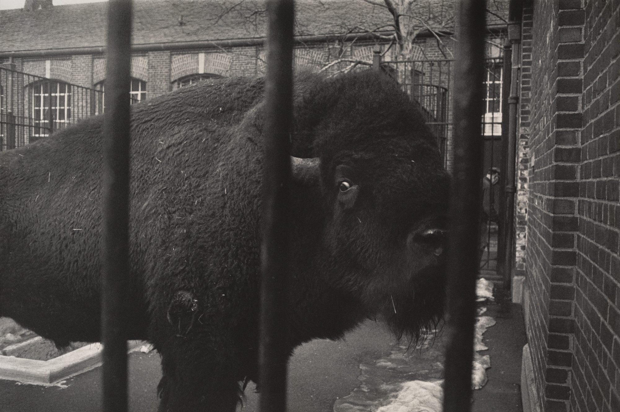 Garry Winogrand. Untitled