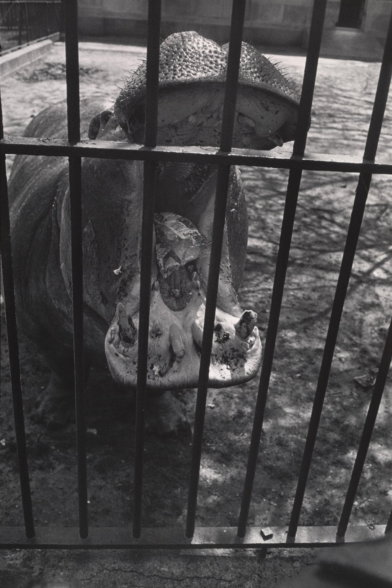 Garry Winogrand. Untitled