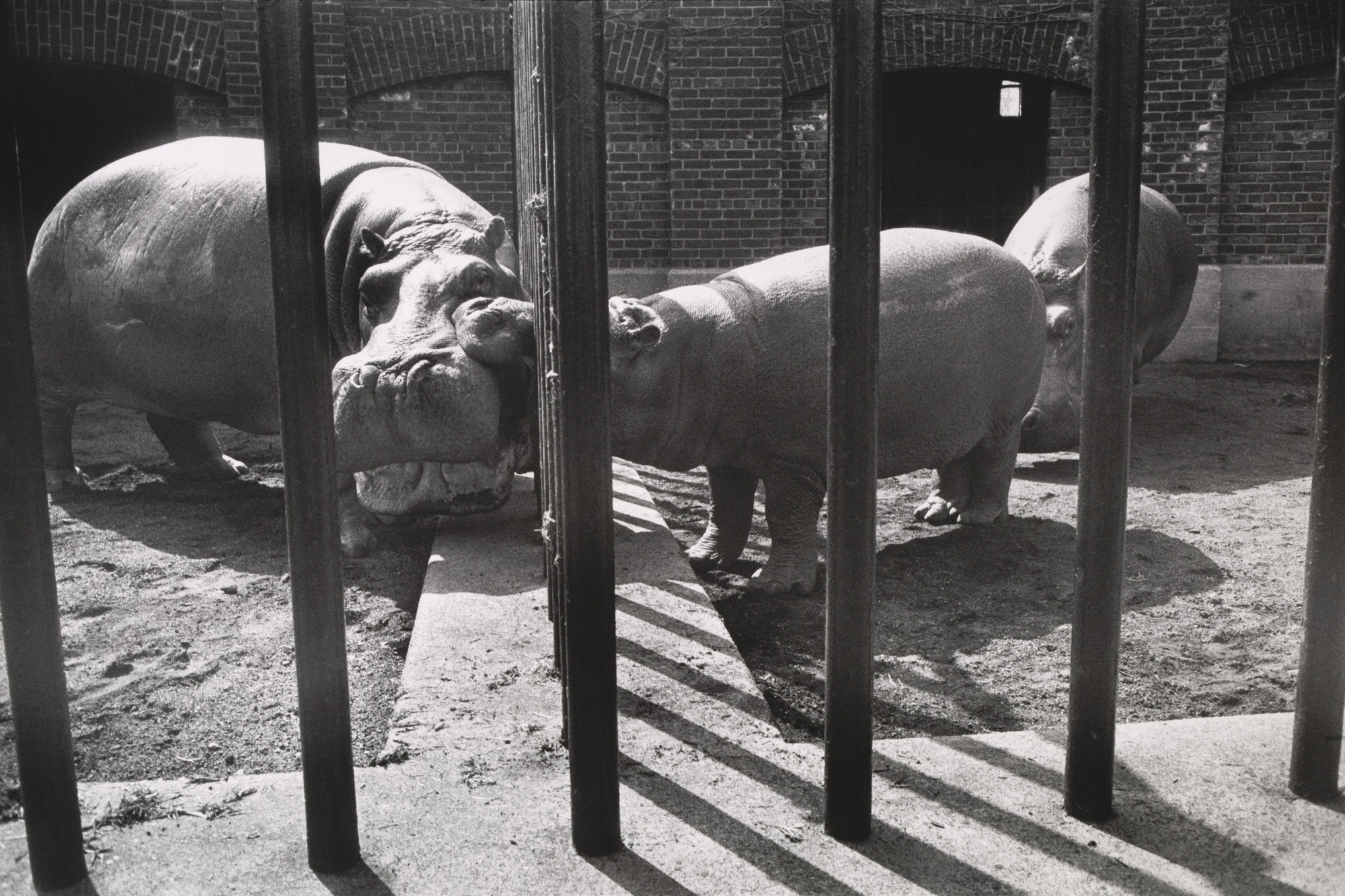 Garry Winogrand. Untitled