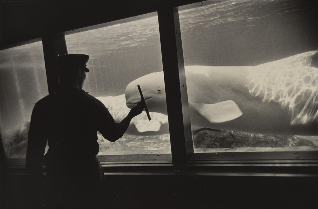 New York Aquarium, Coney Island