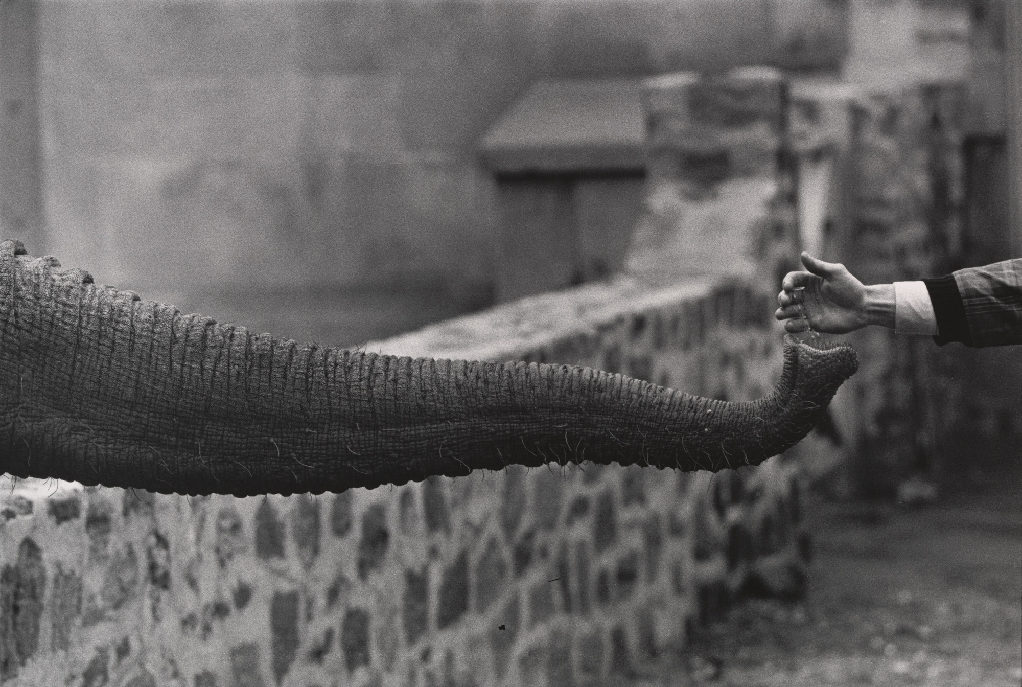 Garry Winogrand. Untitled