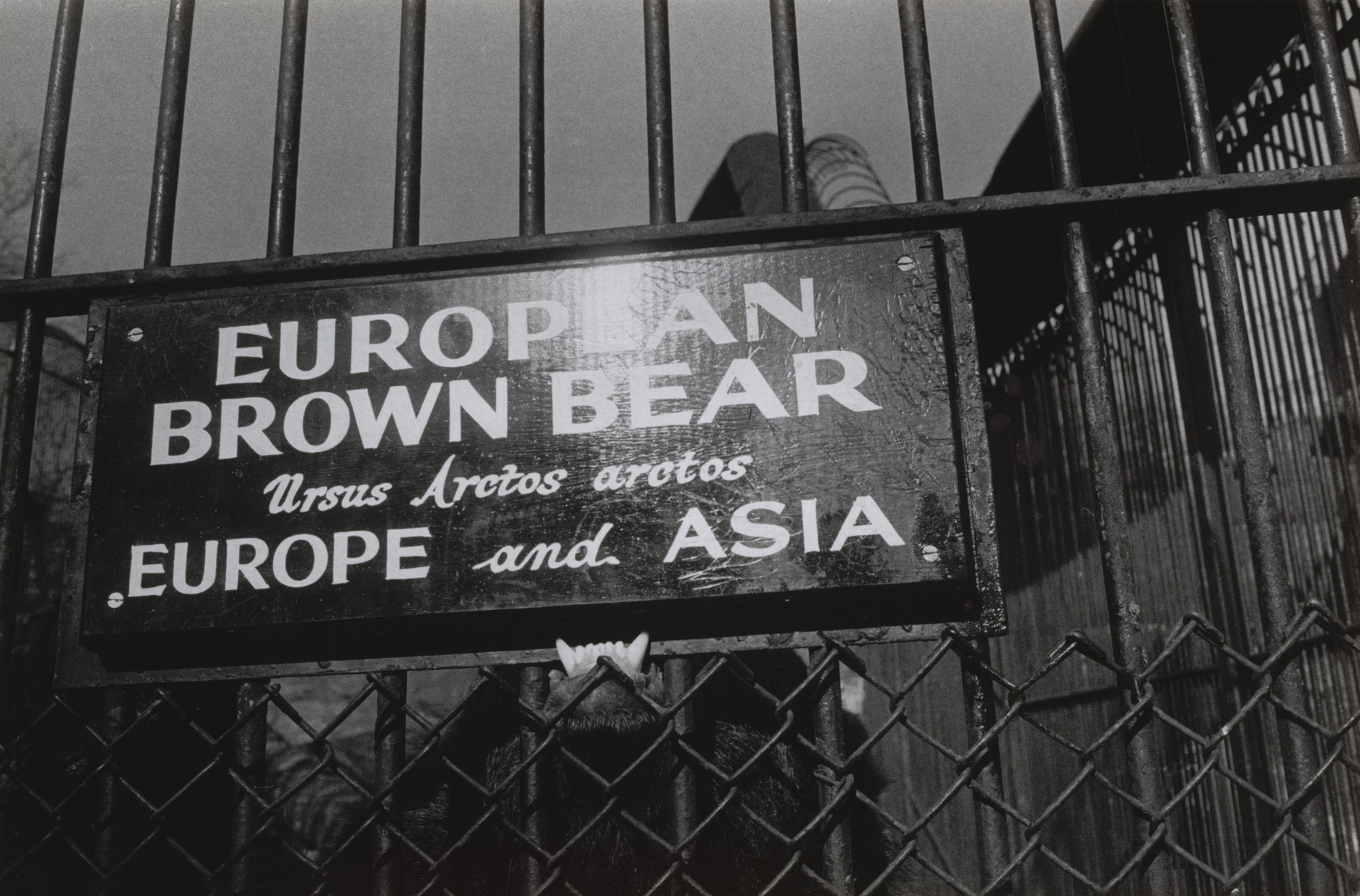 Garry Winogrand. Central Park Zoo, New York