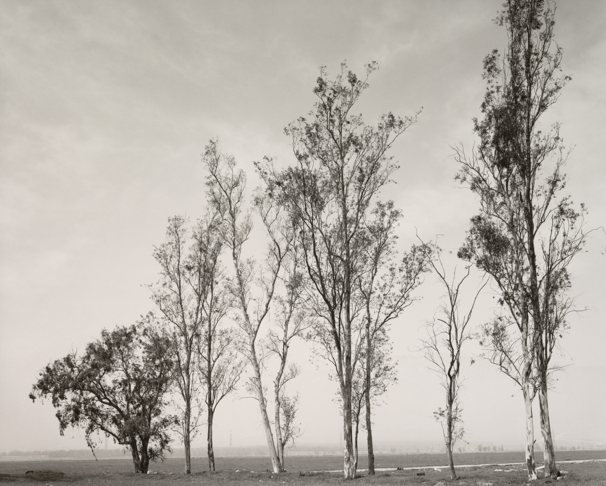 Robert Adams. Abandoned Windbreak on the West Side of Fontana, California