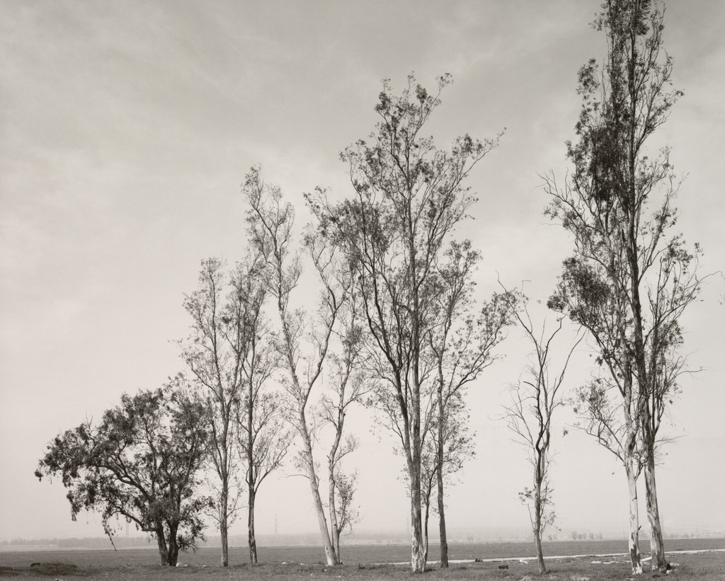 Abandoned Windbreak on the West Side of Fontana, California