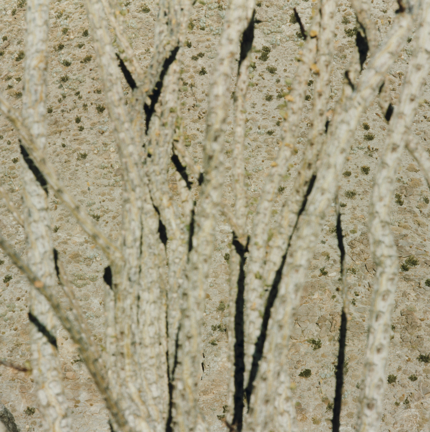 Terry Husebye. Untitled. June, 1979