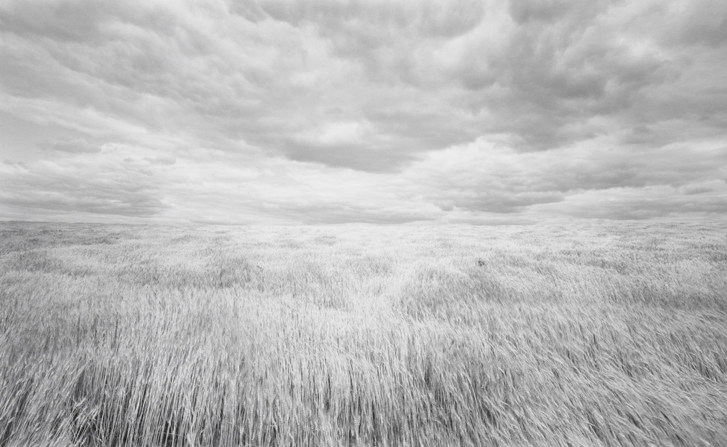 Wheatfield, Lawrence McFarland, 1976