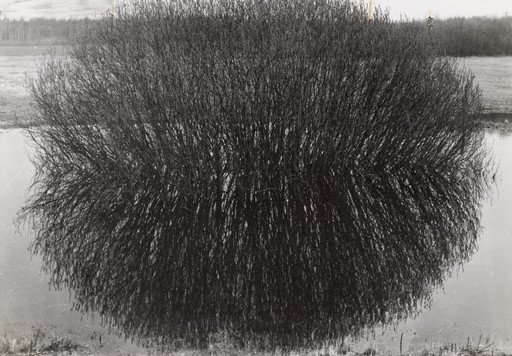 The Figure