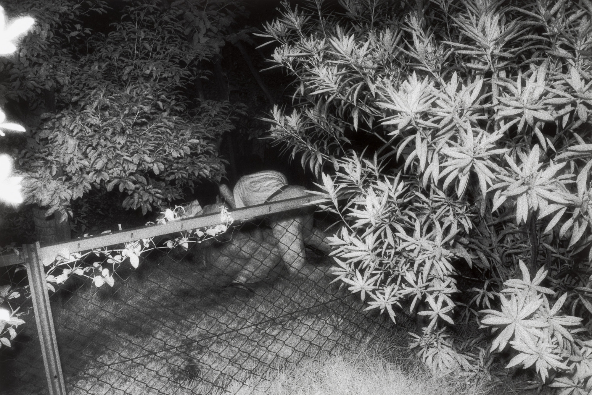 Kohei Yoshiyuki. Untitled. 1971