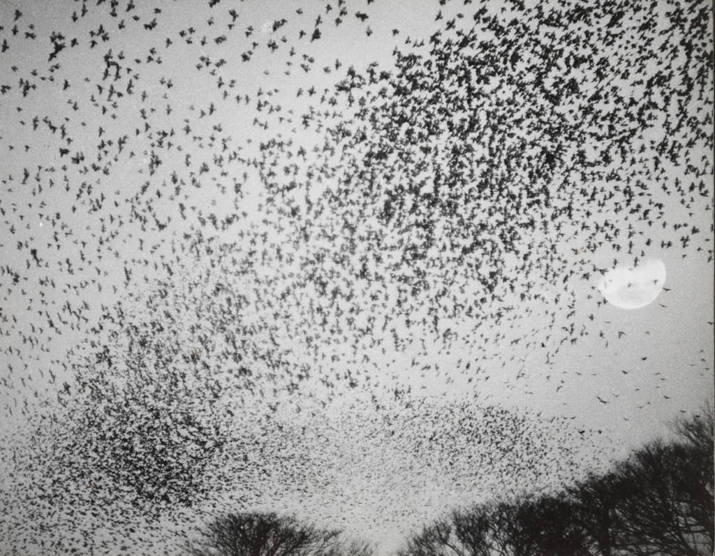 Flock of Gray Starlings