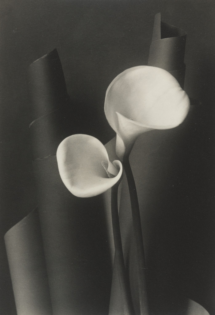 Calla Lillies