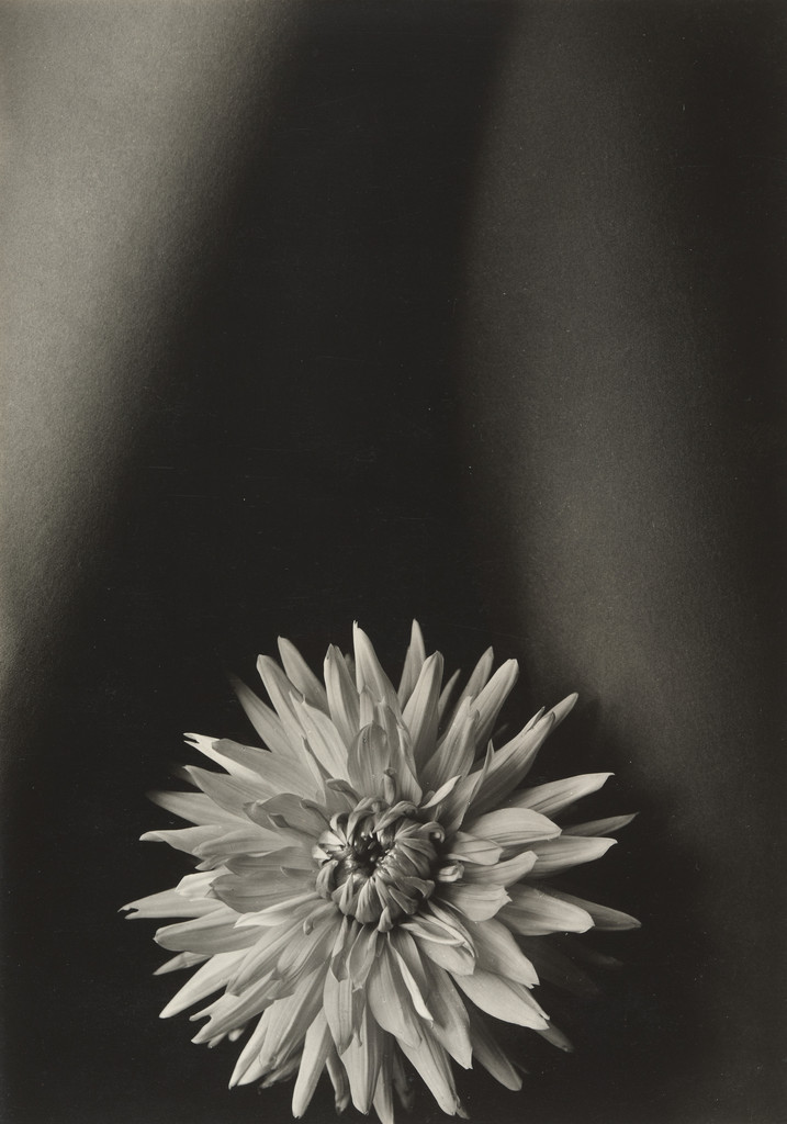 Dahlia