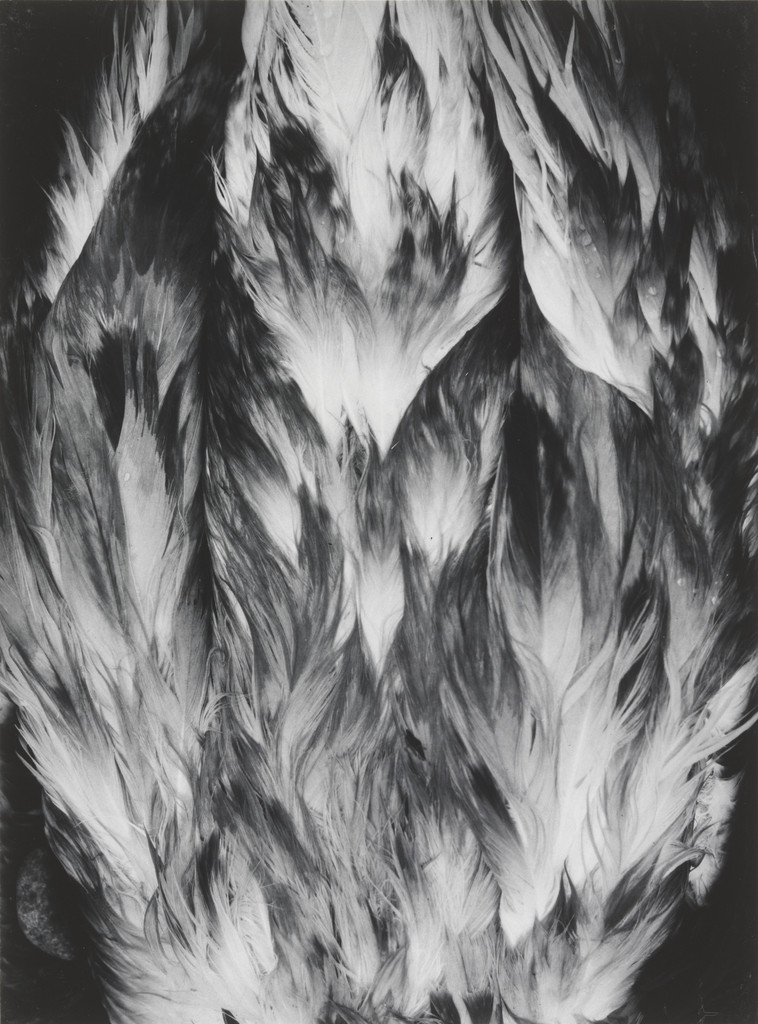Feathers