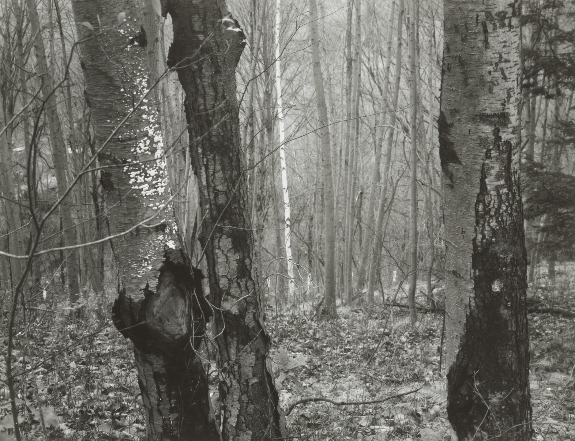Paul Caponigro. Brewster Woods, New York. 1963