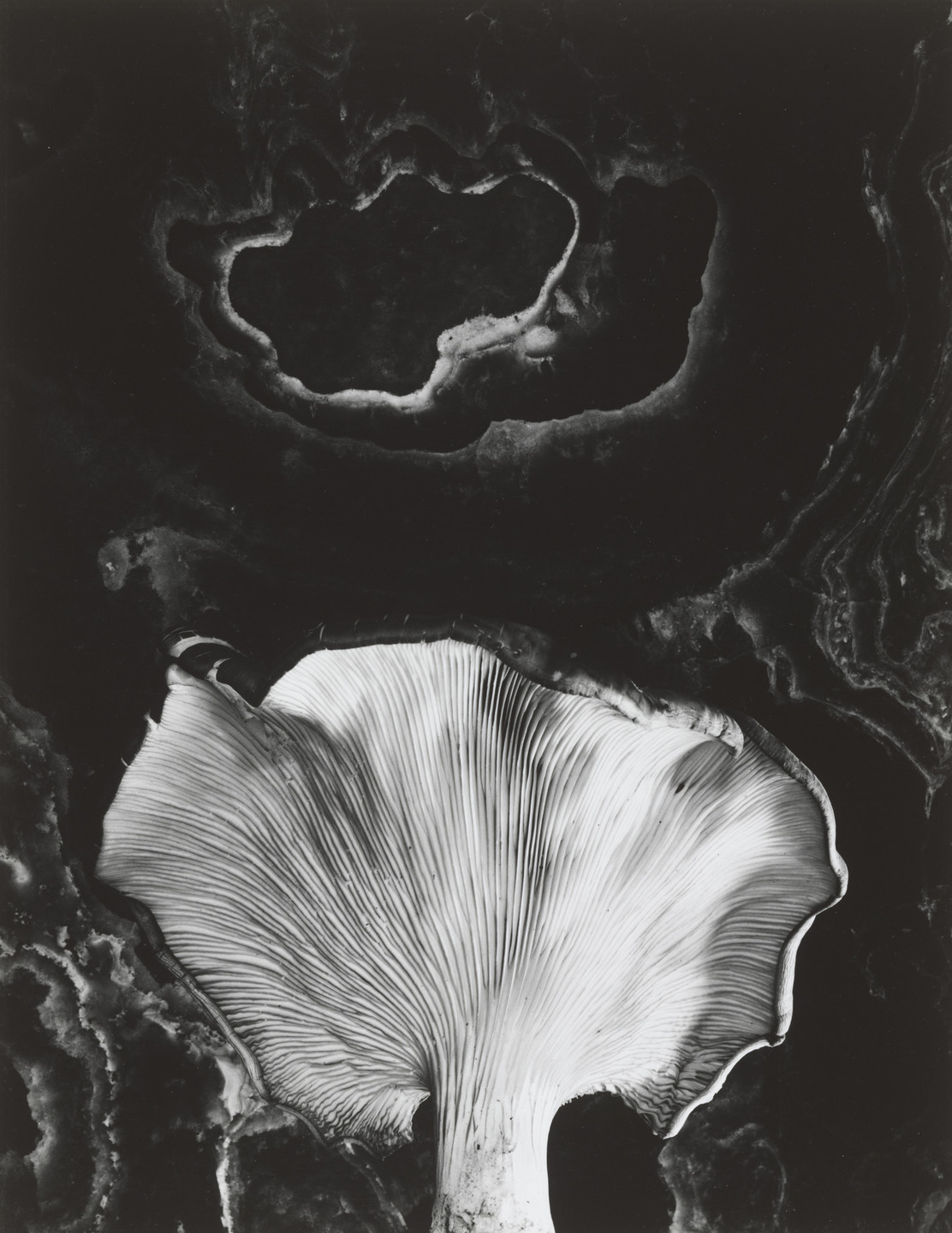 Paul Caponigro. Fungus, Ipswich, Massachusetts. 1962
