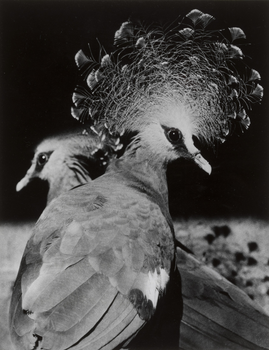 安井仲治 Nakaji YASUI Photographer1903-1942 Nakaji Yasui (安井 仲治). Bird. 1940 | MoMA