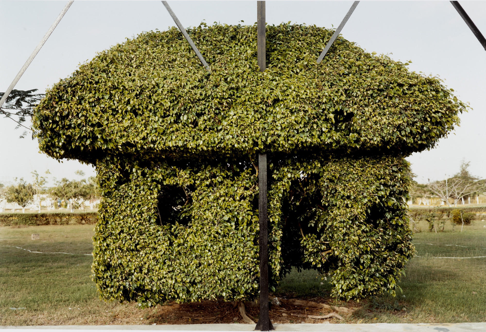 Eduardo Del Valle, Mirta Gómez. Topiary, Mérida, Yucatán Peninsula, Mexico, 1998, #1 from the series Two Sections of Time Topiary, Mérida, Yucatán Peninsula, Mexico, 2002, #2 from the series Two Sections of Time