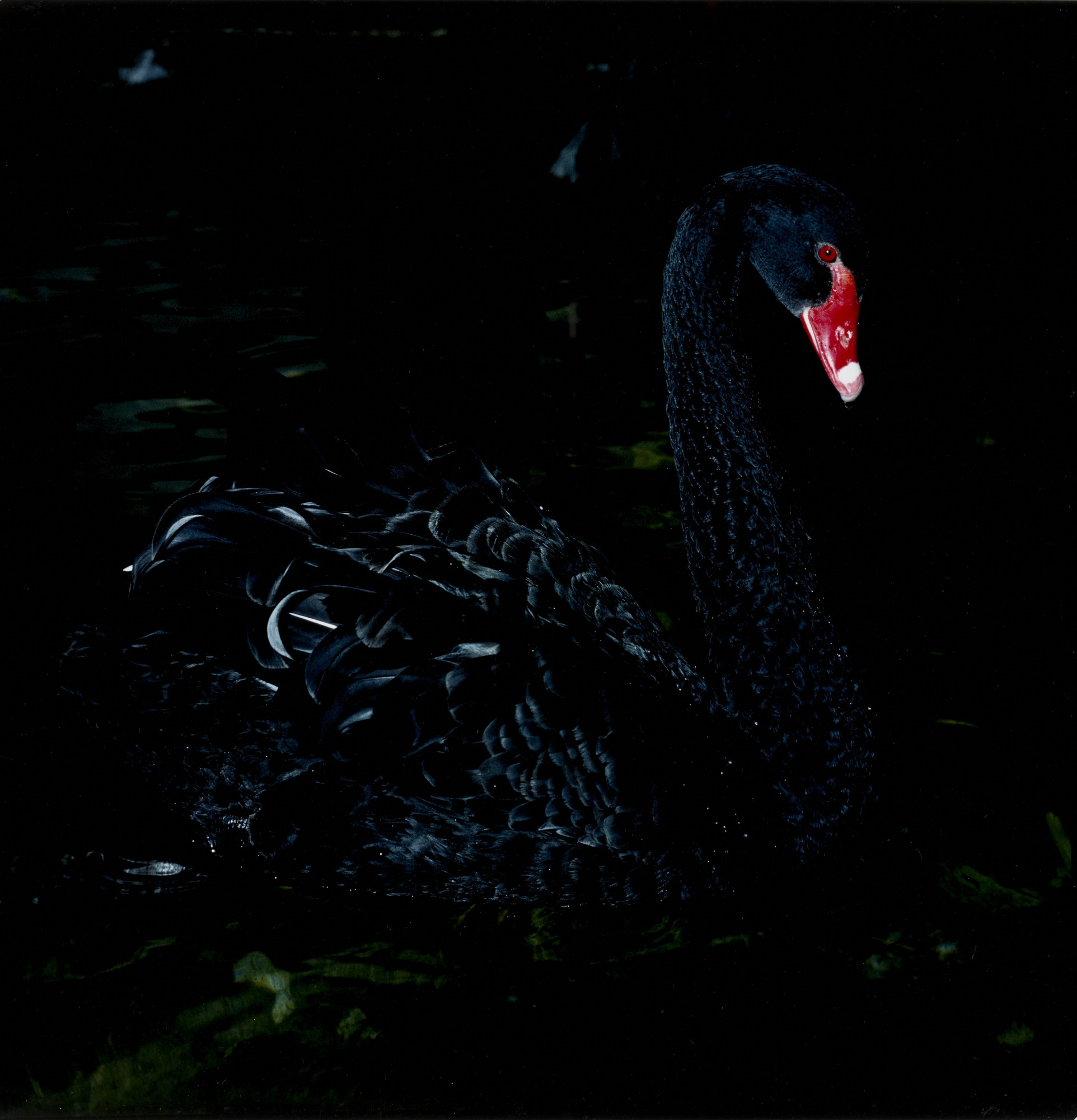 Manfred Willmann. Black Swan, Graz