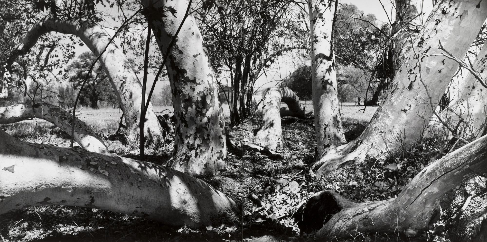 William R. Current. California Sycamores. 1961