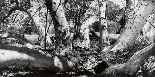 California Sycamores