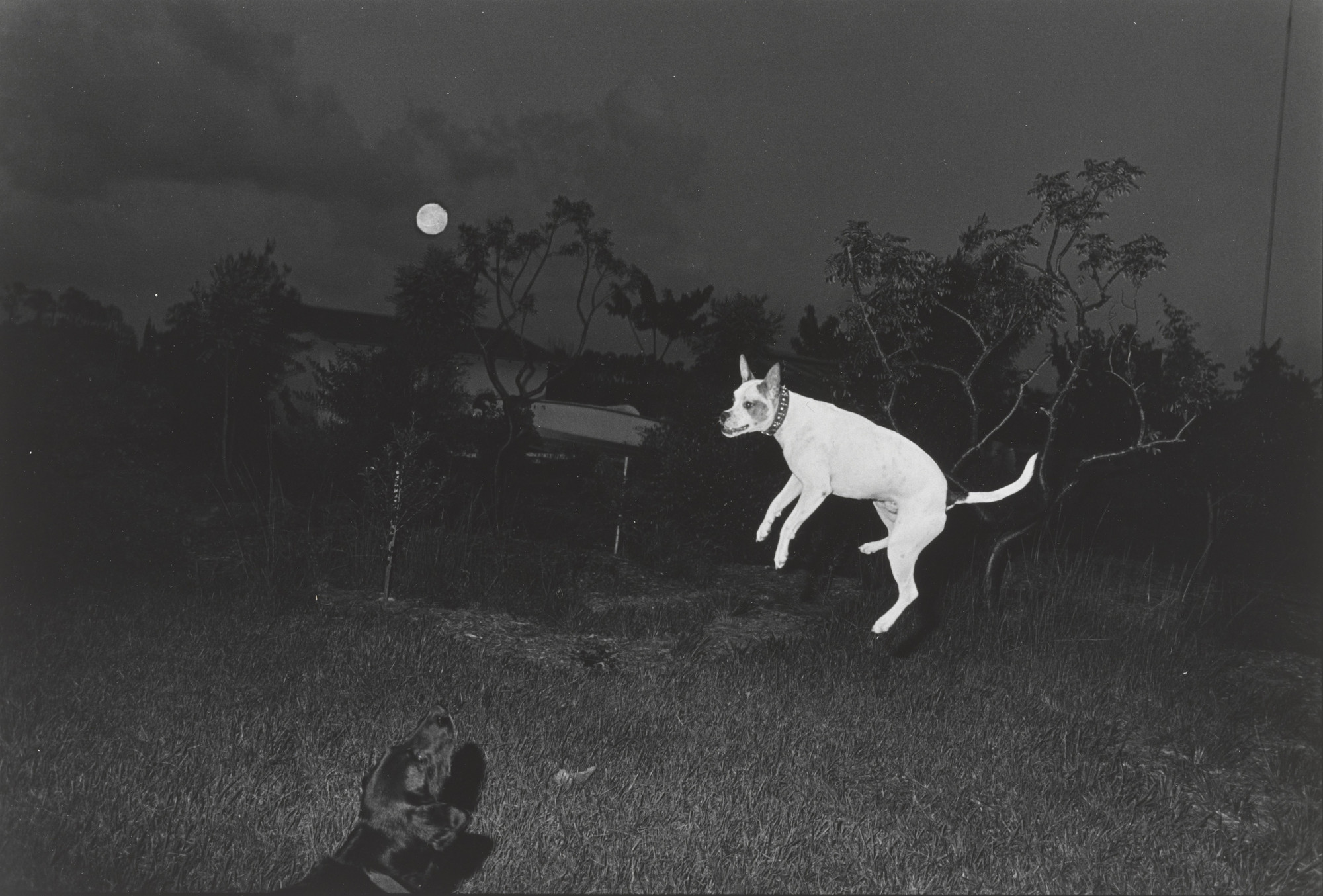 Priscilla T. Forthman. Untitled--Spot and Preacher
