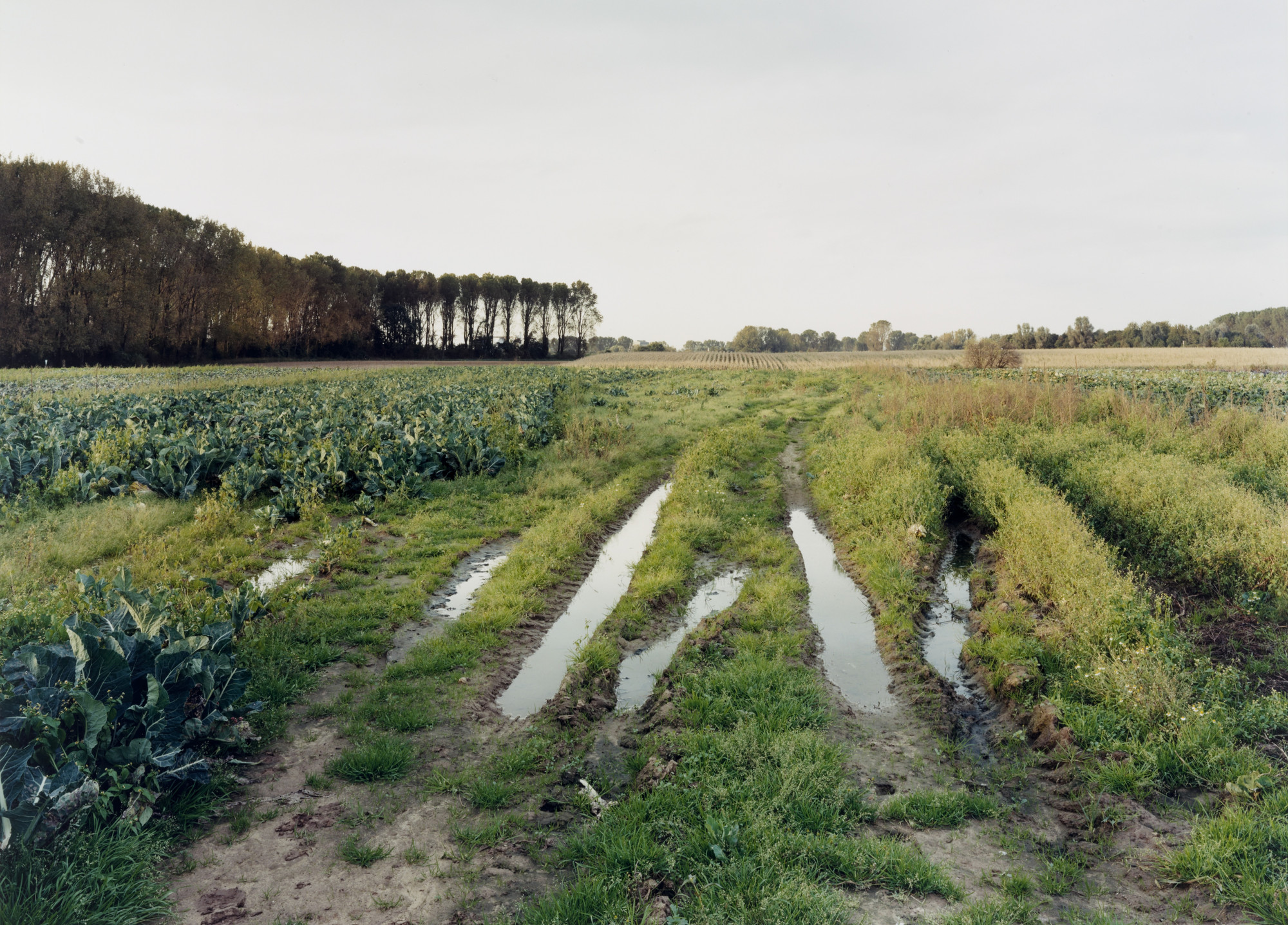 Simone Nieweg. Path with Puddles, Meerbusch-Büderich. 2001