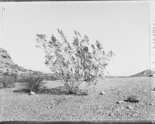 Man behind Creosote Bush, Phoenix, AZ