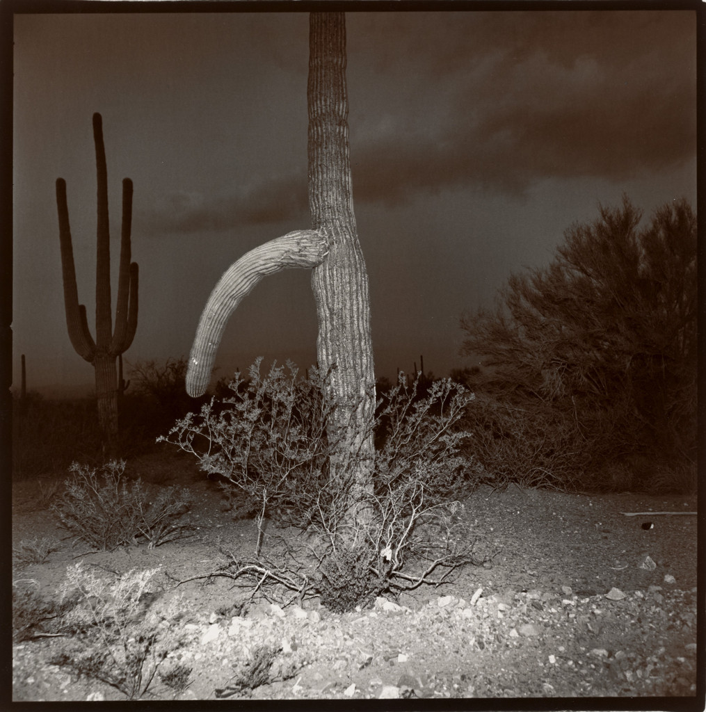 Saguaro #5