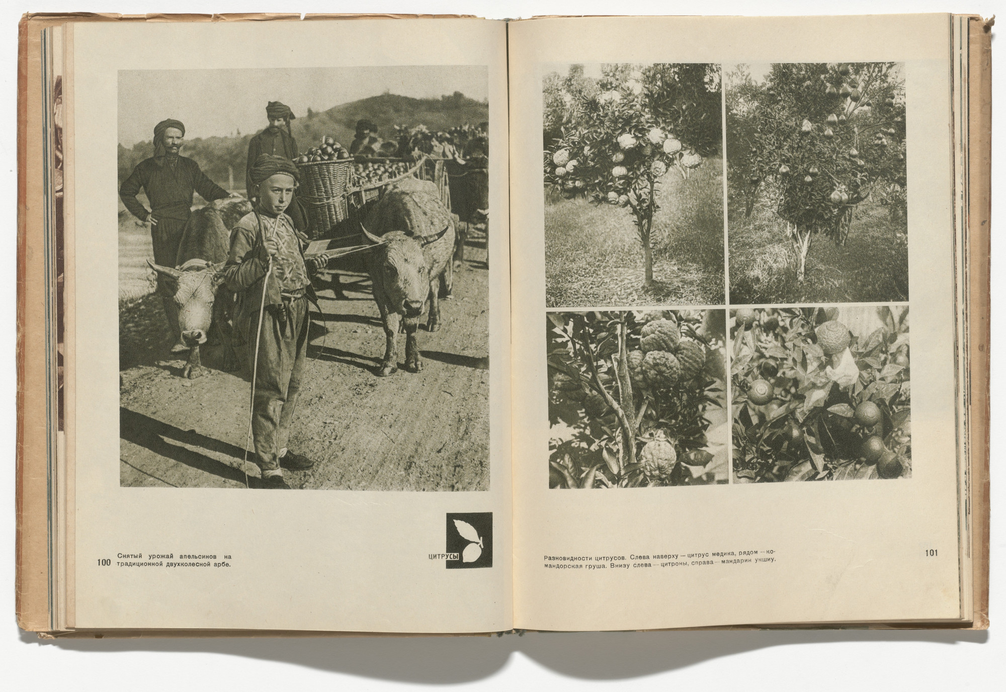 El Lissitzky, Sophie Lissitsky. Sovetskie subtropiki (The Soviet Subtropics). 1934