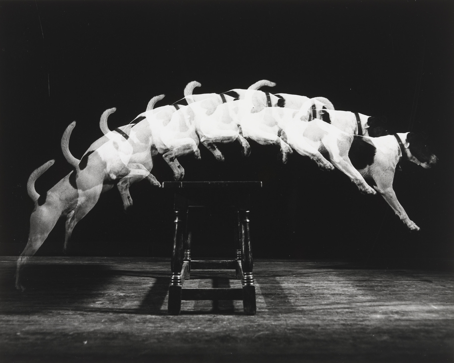 Harold Eugene Edgerton. Jackie Jumps a Bench. 1938