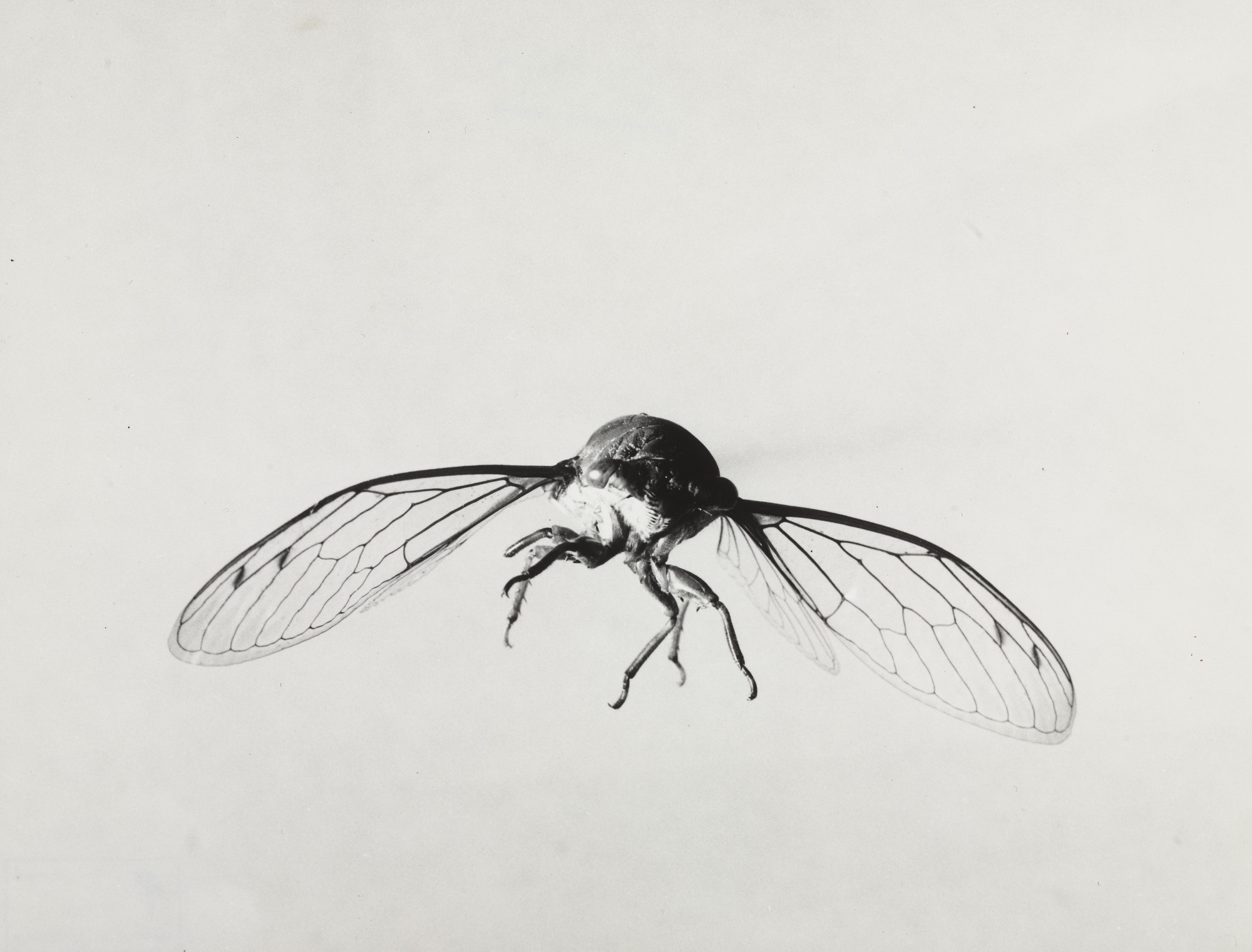 Harold Eugene Edgerton. Cicada